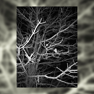Illustration for article titled 27 Photos Of Barenaked Trees